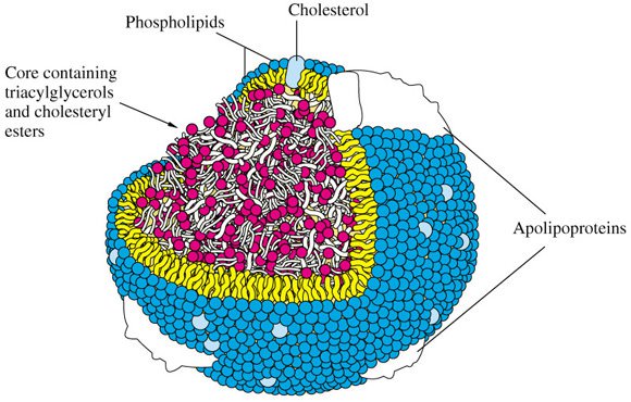 Lipoprotein Diagram